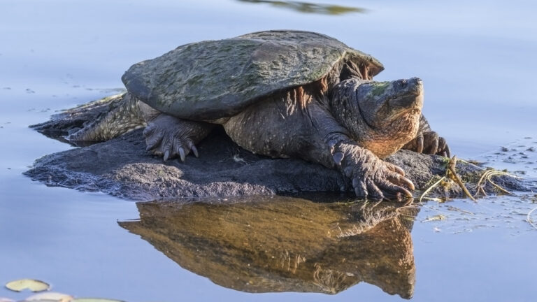 How to Clean Snapping Turtle